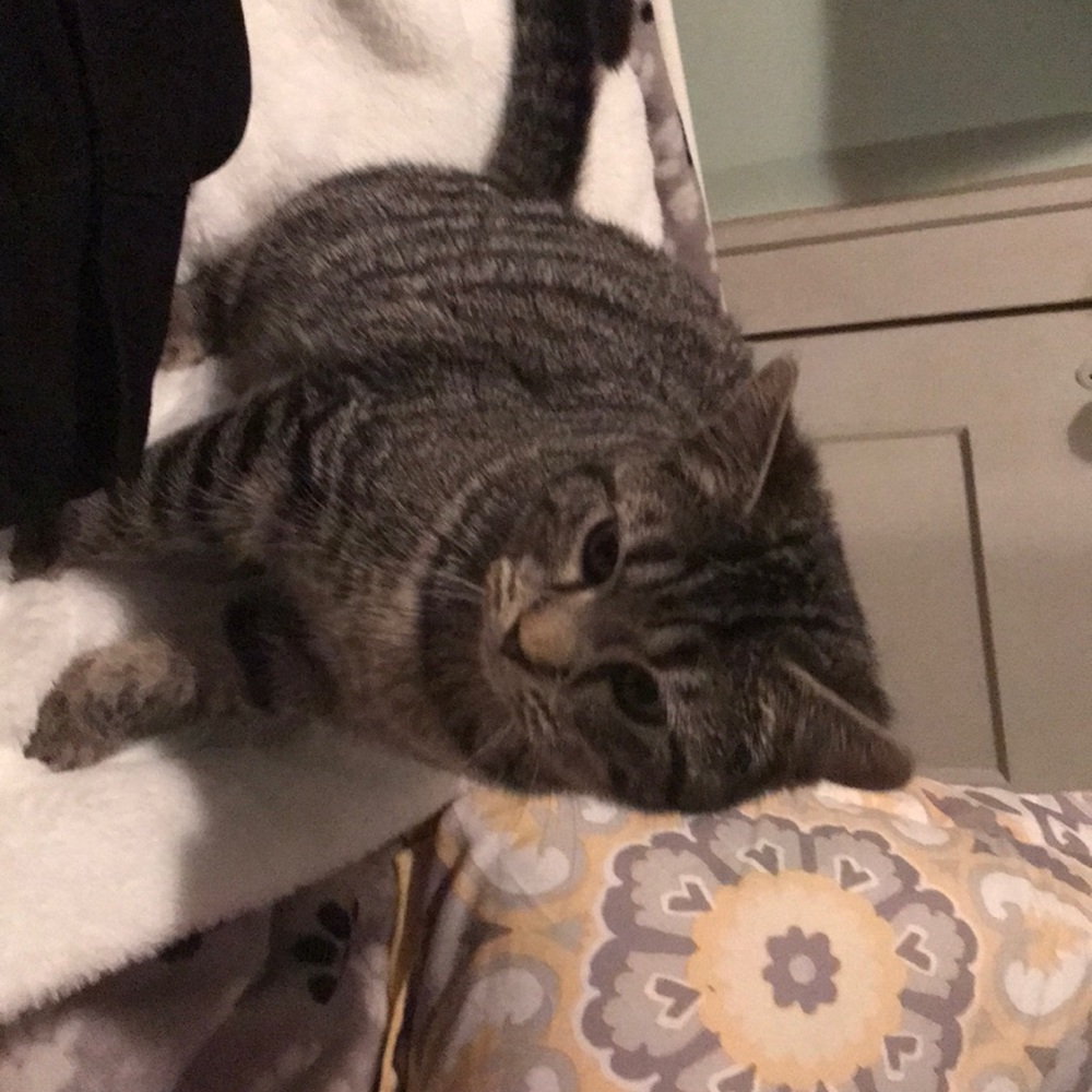 Booties - Picture 4 of 7